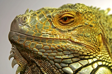 Fototapeta premium iguane