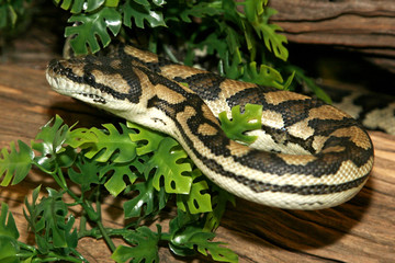 Fototapeta premium serpent morelia