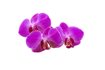 Fototapeta na wymiar orchid petals