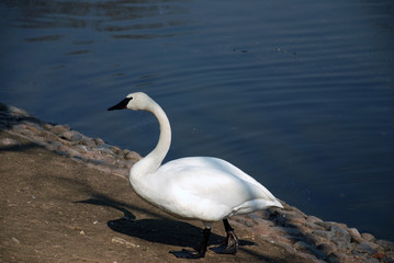 swan near the pond