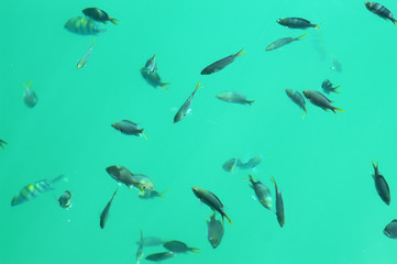 poissons 1