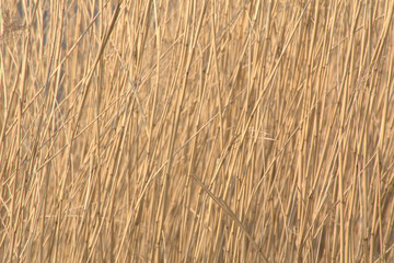 cane, reed