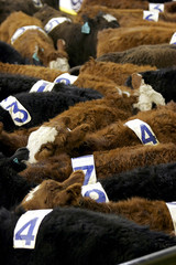 cows with numbers