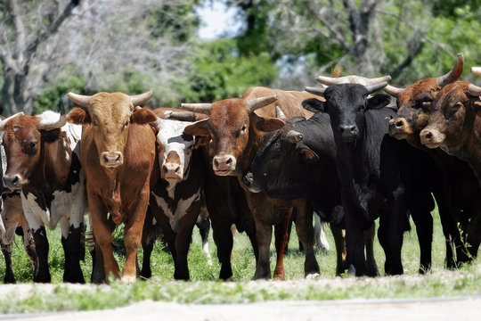bull market - line of bulls