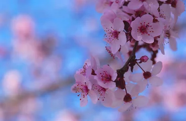 Wall murals Cherryblossom cherry tree