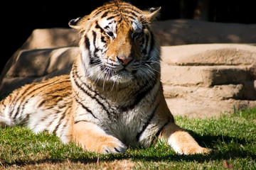 tiger