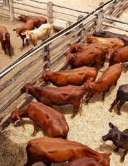 cattle in yards - 2856032
