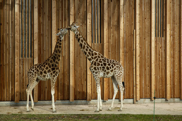 giraffe in zoo