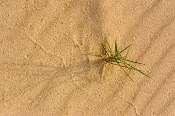 texture of sand with green shoot
