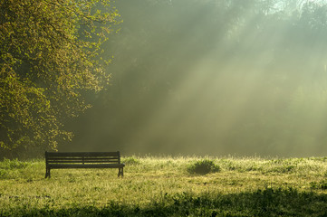 morning light in the park