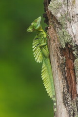 basilisk jesus christ costa rica