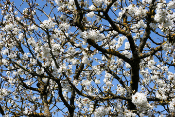 cerisier en fleur