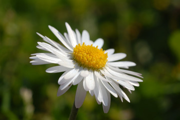 Fototapeta premium pollen