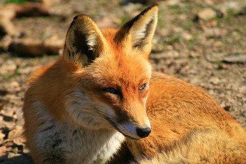 fuchs