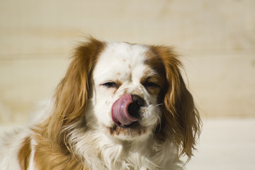 cavalier licking its nose