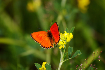 the orange butterfly