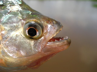 piranha,  amazonas - brasil