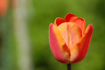 tulpe in voller blüte