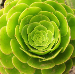 round flower like cactus head