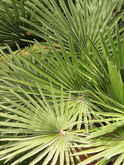 Fototapeta premium palm patterns