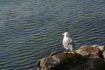 herring-gull on a rock