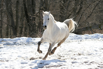 skipping white horse