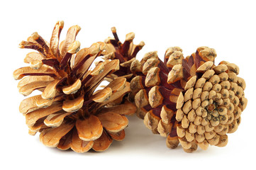 Fototapeta premium pine cone