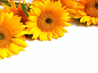 Naklejka premium sunflowers on white
