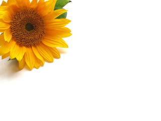 one sunflower on white