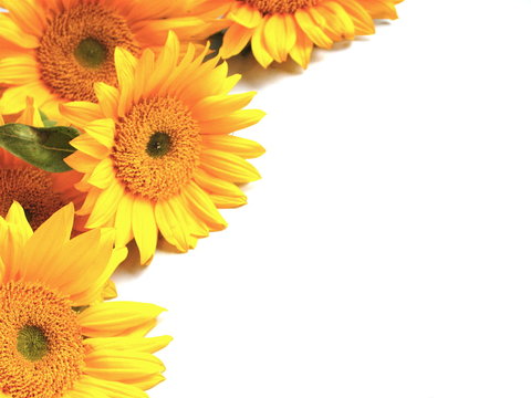 sunflowers on white