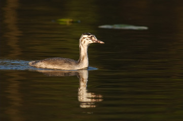 bébé grebe huppé grèbe huppé - podiceps cristatus