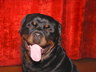 rottweiler 06