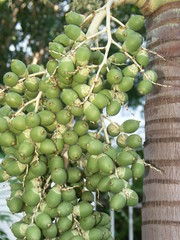 grappe de jeunes fruits de palmier