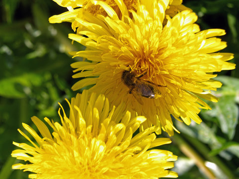 pissenlit et abeille
