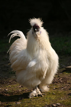 zotteltier