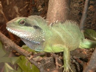 grüne wasseragame