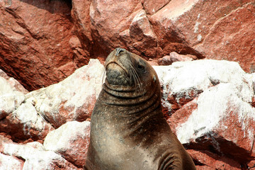 sea lion