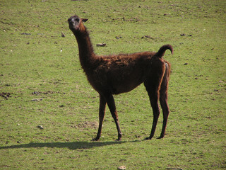 0848 - lama © Michel Bazin