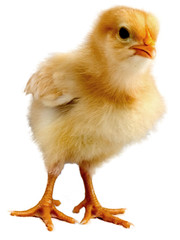 Obraz premium pisklę