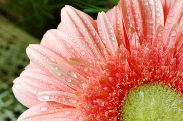 pink wet daisy