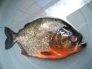 Natterers Sägesalmler oder Roter Piranha  (Pygocentrus nattereri) Serrasalmidae Familie, Amazonas,...