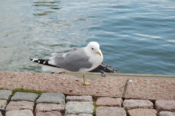 sea gull 13