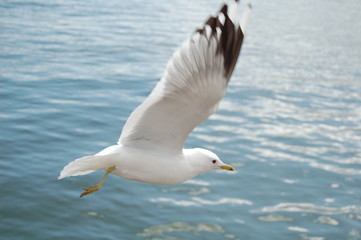 sea gull  12