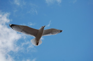 sea gull  7