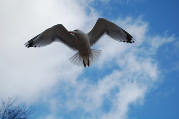 sea gull  6