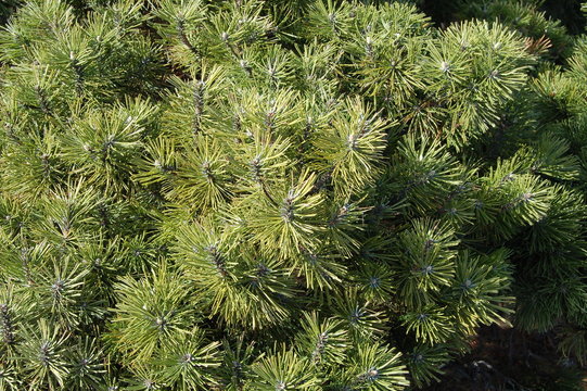 pine tree