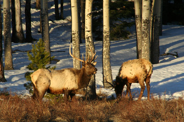 early morning elk