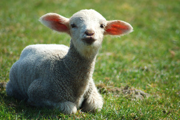 Obraz premium lämmchen liegend auf einer wiese
