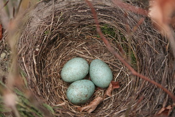 blackbird eggs - obrazy, fototapety, plakaty