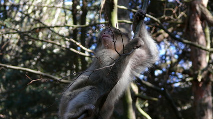 monkey business